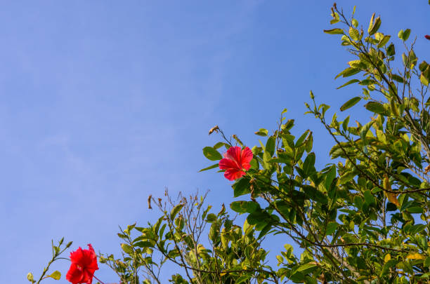 istock Chinese hibiscus or China rose 969564902