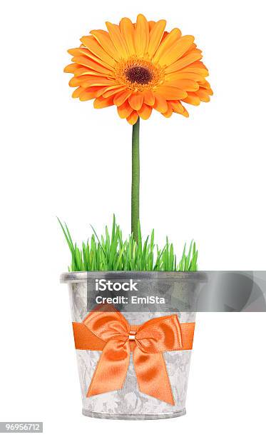 Blume In Einen Topfgeschenk Stockfoto und mehr Bilder von Blume - Blume, Blumentopf, Farbbild