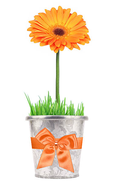 Flower gift in a pot stock photo
