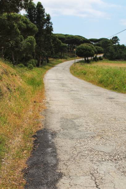 istock Road on the mountain surrounded by green vegetation 969567218