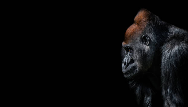 Portrait of powerful alpha male African gorilla at guard stock photo