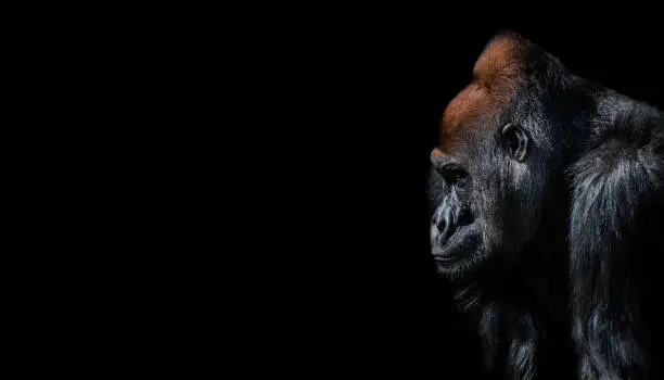 Portrait of powerful alpha male African gorilla at guard, details, at black background