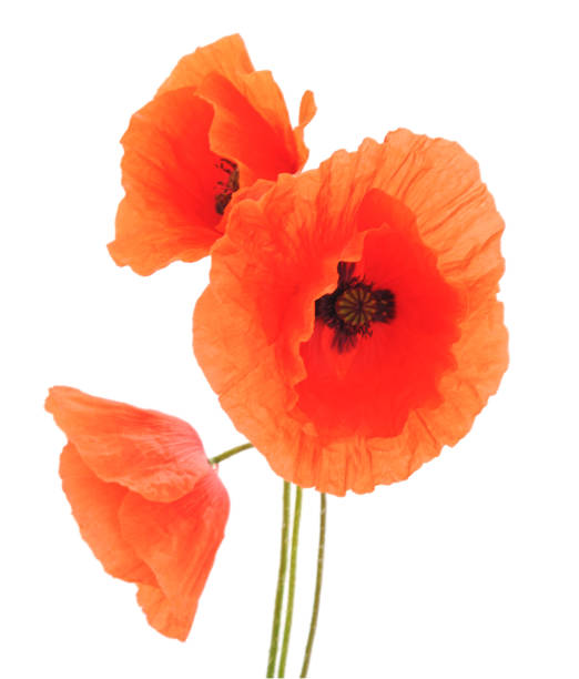 istock Red poppy flower. 969567524