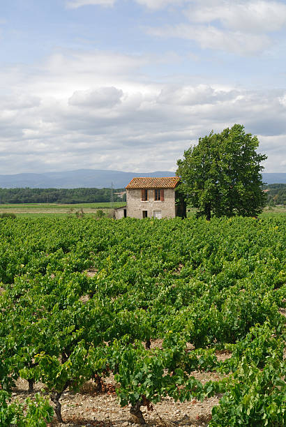 istock Between Narbonne and Carcassonne, landscape with vineyards 96957382