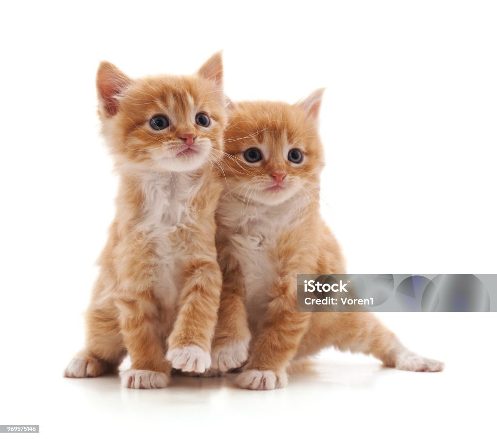 Two brown kittens. Two brown kittens isolated on a white background. Animal Stock Photo