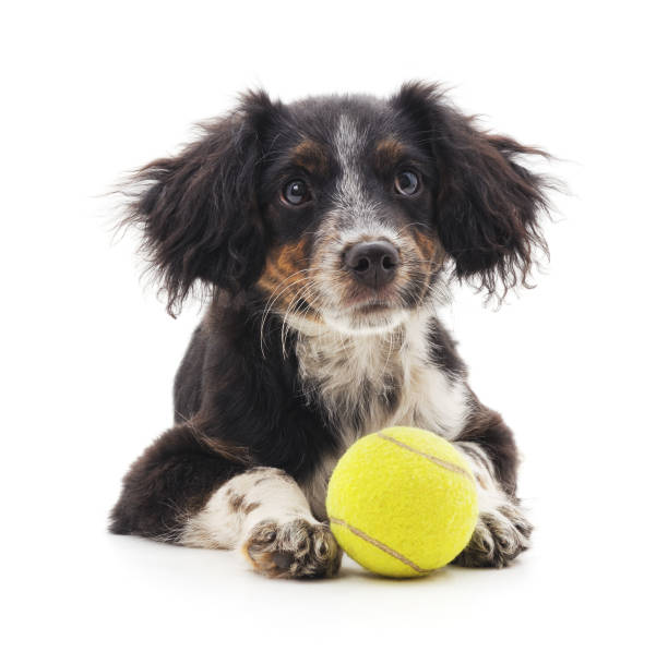 istock Small puppy with ball. 969575850