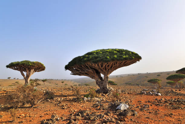 istock Dragon blood trees, Socotra, Yemen 969579286