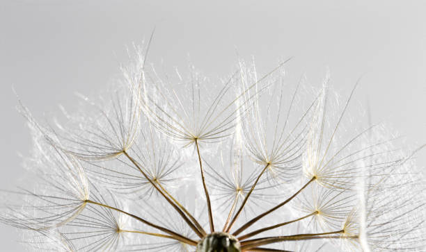 istock dandelion seed background. Seed macro closeup. Spring nature 969579850