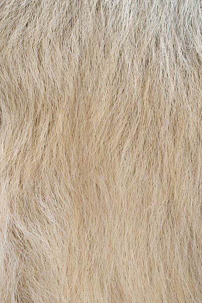 istock animal hair 96958114