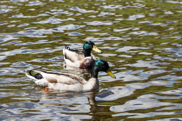 istock Two male mallard ducks on a pond 969582272
