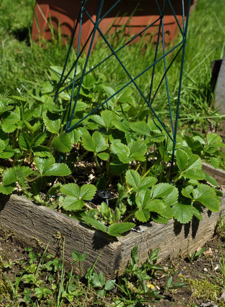 istock Young strawberry plants in bed 969582454