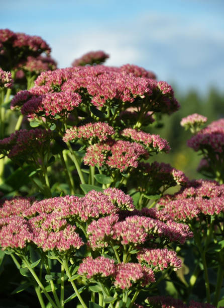 istock Orpine  blooming in garden background 969582762