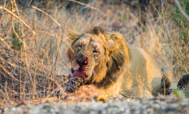licking wounds A male asiatic lion licking his wounds after a territorial fight against another male lion gir forest national park stock pictures, royalty-free photos & images