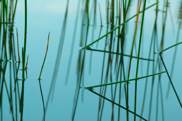 istock Nature abstract of grass floating on water 969586526