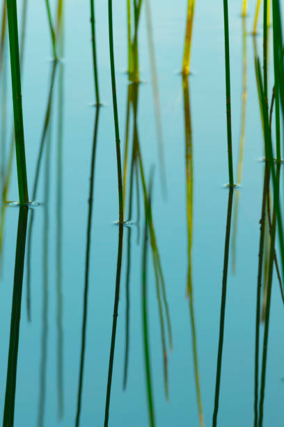 istock Nature abstract of grass floating on water 969586930