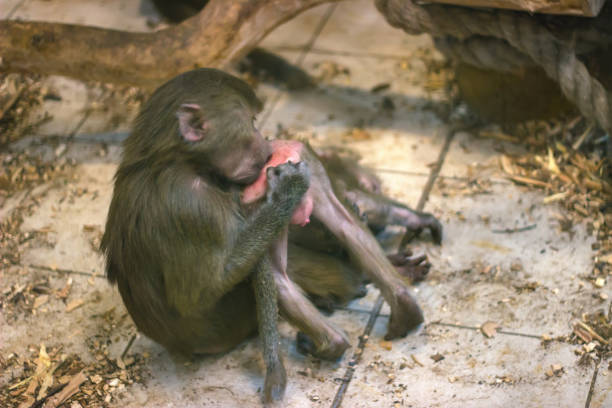 istock Pure love between the monkey and baby. 969587280