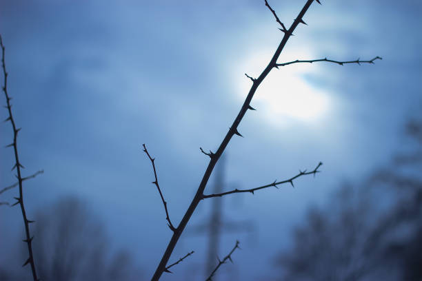 istock Mysterious scary branches trees, vintage colors. 969587306