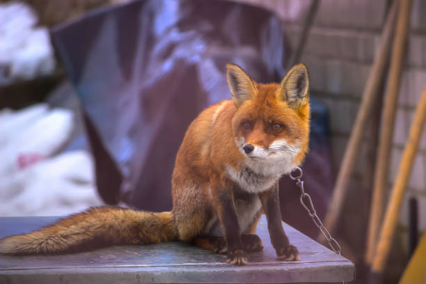 istock cute orange fox on a street, tied by rope 969587312