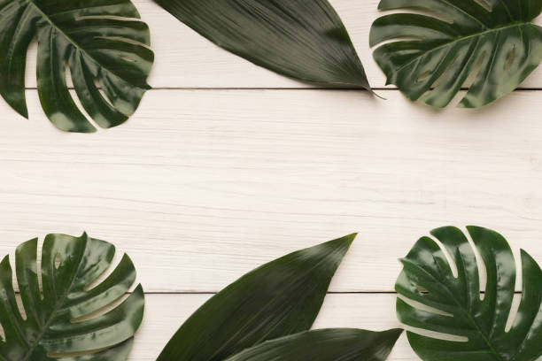 istock Big leaves on white background, top view 969587540