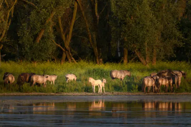 Group of wild Konik horses in the Oostvaardersplassen nature reserve in Flevoland, The Netherlands.