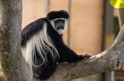 Blanco y negro mono Colobus Angola colobo photo