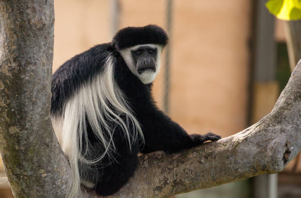 colobe d’angola singe colobe noir et blanc - leaf monkey photos et images de collection