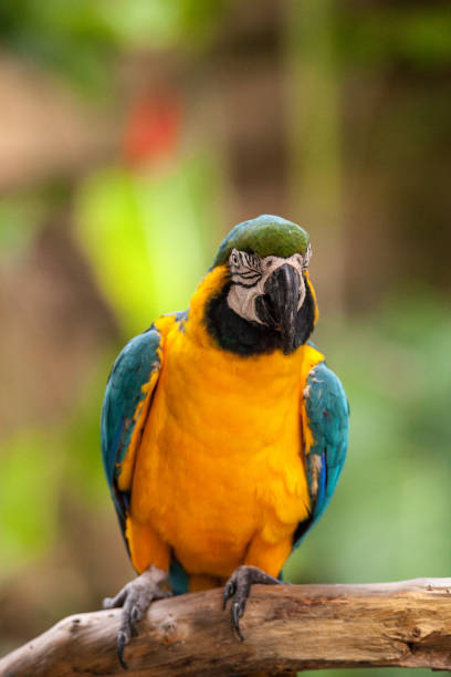 istock Blue and gold macaw bird Ara ararauna 969588142