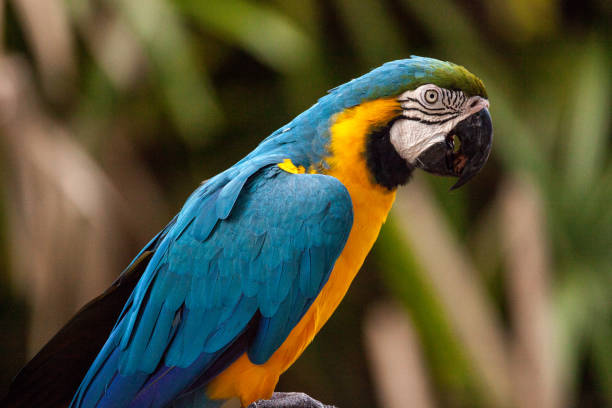 istock Blue and gold macaw bird Ara ararauna 969588182