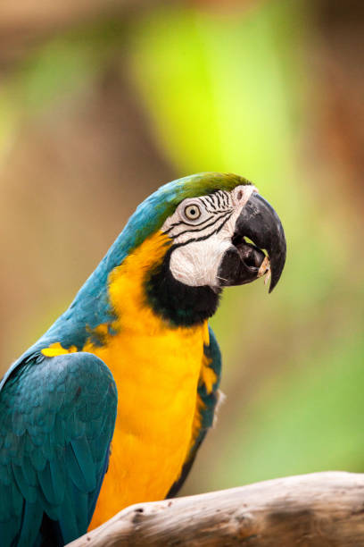 istock Blue and gold macaw bird Ara ararauna 969588238