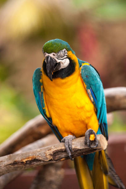 istock Blue and gold macaw bird Ara ararauna 969588264
