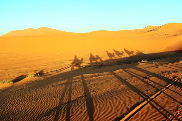 istock Camal caravan on a Nomad trip through sand desert 969590420