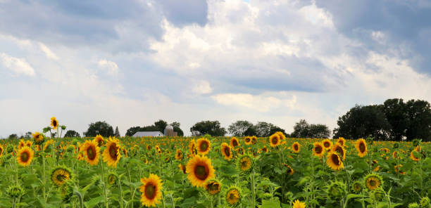 istock Agriculture, agronomy and farming background. 969590722