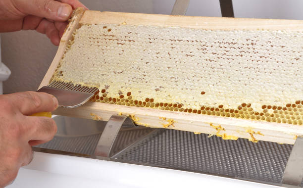 istock Uncapping of honeycomb at plastic tub 969590832