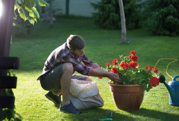 istock Man planting flowers in garden 969591576