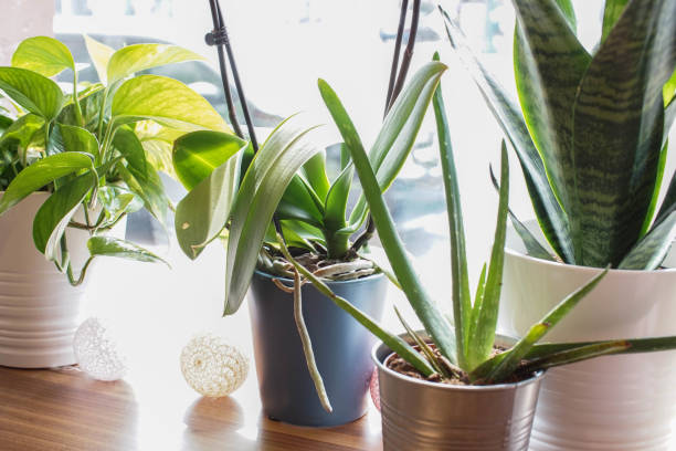 istock various potted ferns near a window 969591698