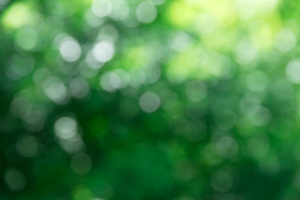 istock Green bokeh background and sunlight 969595926