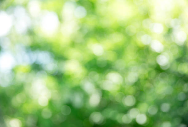 istock Green bokeh background and sunlight 969596150