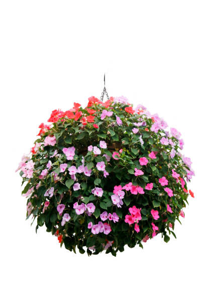 istock Hanging flowers isolated on white background 969596526