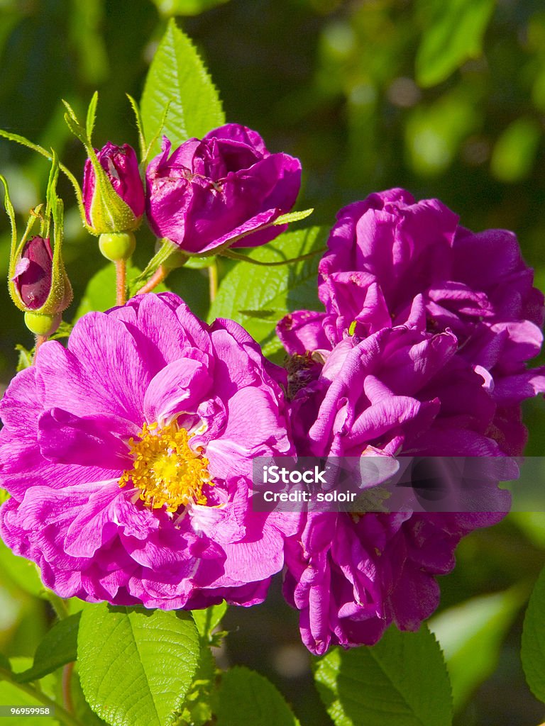 Dogrose - Foto stock royalty-free di Ambientazione esterna