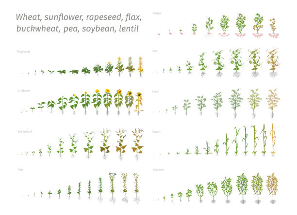 illustrazioni stock, clip art, cartoni animati e icone di tendenza di grano integrale di lino di colza di piselli di soia. vettore che mostra le piante in crescita della progressione. determinazione delle fasi di crescita biologia - green pea illustrations