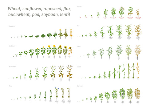 Sunflower rapeseed flax buckwheat pea soybean potato wheat. Vector showing the progression growing plants. Determination of the growth stages biology flat stock clipart
