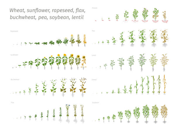 Sunflower rapeseed flax buckwheat pea soybean potato wheat. Vector showing the progression growing plants. Determination of the growth stages biology Sunflower rapeseed flax buckwheat pea soybean potato wheat. Vector showing the progression growing plants. Determination of the growth stages biology flat stock clipart grain sprout stock illustrations