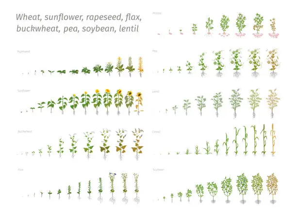 Vector illustration of Sunflower rapeseed flax buckwheat pea soybean potato wheat. Vector showing the progression growing plants. Determination of the growth stages biology