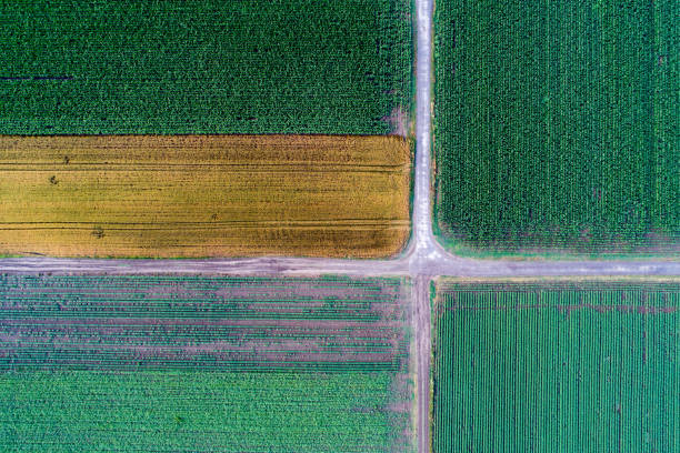 istock Top view of agricultural parcels 969603230