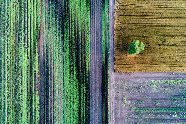 istock Top view of agricultural parcels 969603272