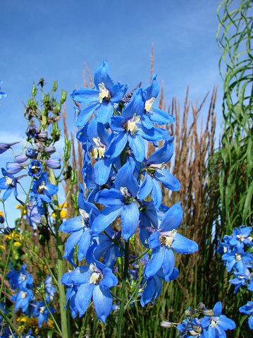 Delphinium or Candle Delphinium or English Larkspur or Tall Larkspur flowers blooming in the garden