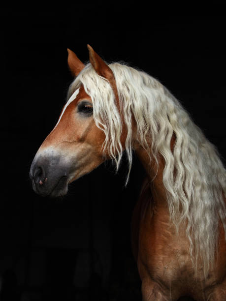 istock Portrait sorrel haflinger stallion low key portrait 969604660