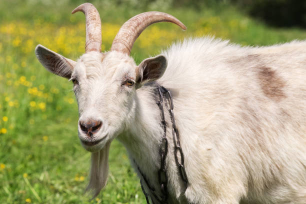 istock portrait of a white goat 969607312