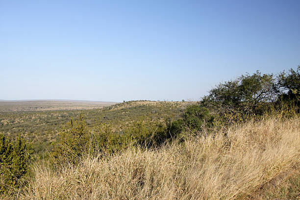 istock Plains in Kruger Park, South Africa 96960796