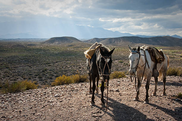 Horses in the Andes stock photo